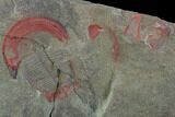 Rare, Harpides Trilobite (Pos/Neg) - Draa Valley, Morocco #89515-4